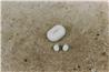 BOSE QuietComfort NC True Wireless Earbuds, White