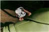 BOSE QuietComfort NC True Wireless Earbuds, White